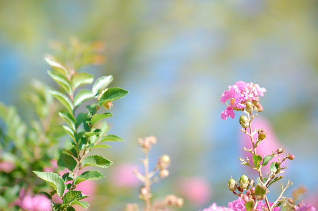 the top of a bush with the focus on a branch of green leaves and small pink flowers - link opens photo in full resolution