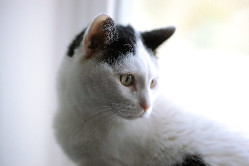 a white cat with black spots and green eyes gazing off-camera - link opens photo in full resolution