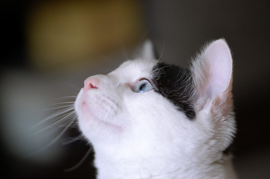 the side view of a cat from the neck up looking into the distance - link opens photo in full resolution